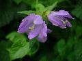 Campanula trachelium subsp. trachelium BIOLVEG