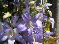 Campanula pyramidalis L. BIOLVEG