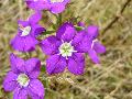 fiore