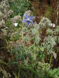 Borago officinalis L. BIOLVEG