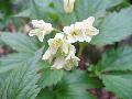 Cardamine enneaphyllos (L.) Crantz BIOLVEG