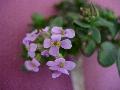 Thlaspi cepaeifolium subsp. rotundifolium Greuter BIOLVEG
