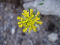 fiore