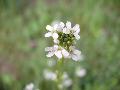 fiore fiore