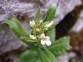 fiore fiore
