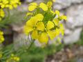 fiore