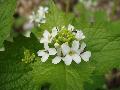 fiore