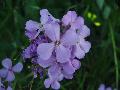 fiore