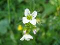 fiore