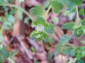 fiore
