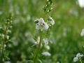 fiore