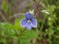 fiore