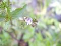 fiore