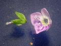 fiore