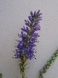 fiore