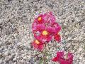 fiore fiore