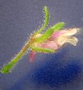 fiore