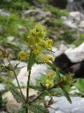 fiore
