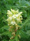 fiore