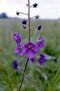 fiore
