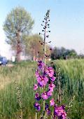 fiore