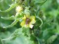 fiore
