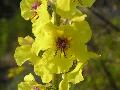 fiore