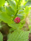 Vaccinium myrtillus L. BIOLVEG