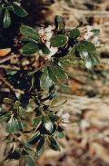 fiore fiore