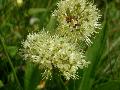 fiore