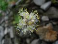 fiore
