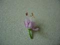 fiore