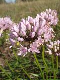 fiore