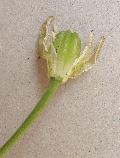 BIOLVEG