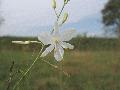 Anthericum ramosum L. BIOLVEG