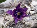 fiore fiore