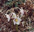fiore