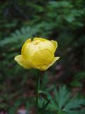 fiore