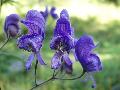 fiore