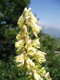 fiore