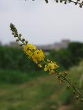 infiorescenza