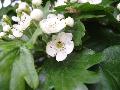 Crataegus laevigata (Poir.) DC. subsp. laevigata BIOLVEG