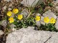 fiore