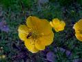 fiore