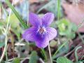 fiore