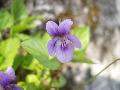 fiore
