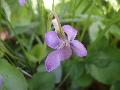 fiore