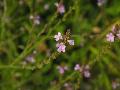 fiore