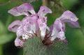 fiore