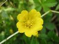 Potentilla reptans L. BIOLVEG